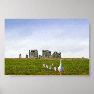 Gänse und Goslings täglich Poster