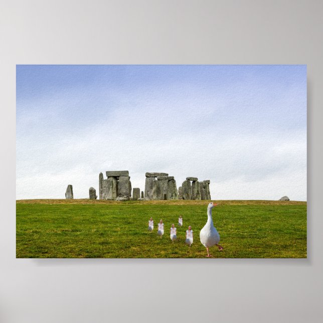 Gänse und Goslings täglich Poster (Vorne)