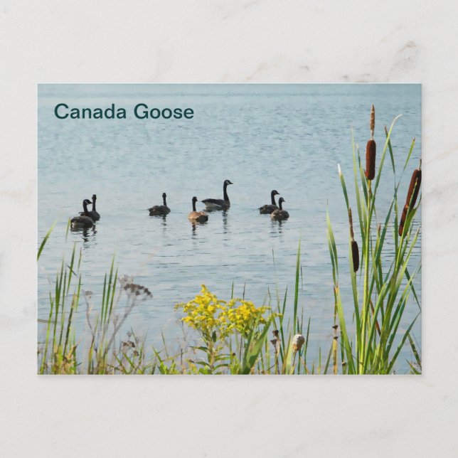 Gänse und Schwänze aus Kanada Postkarte (Vorderseite)