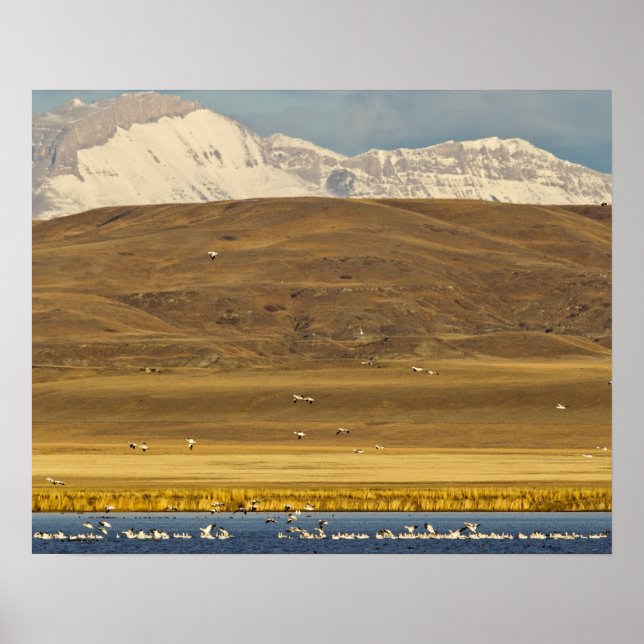 Gänse während der Frühjahrswanderung Poster (Vorne)