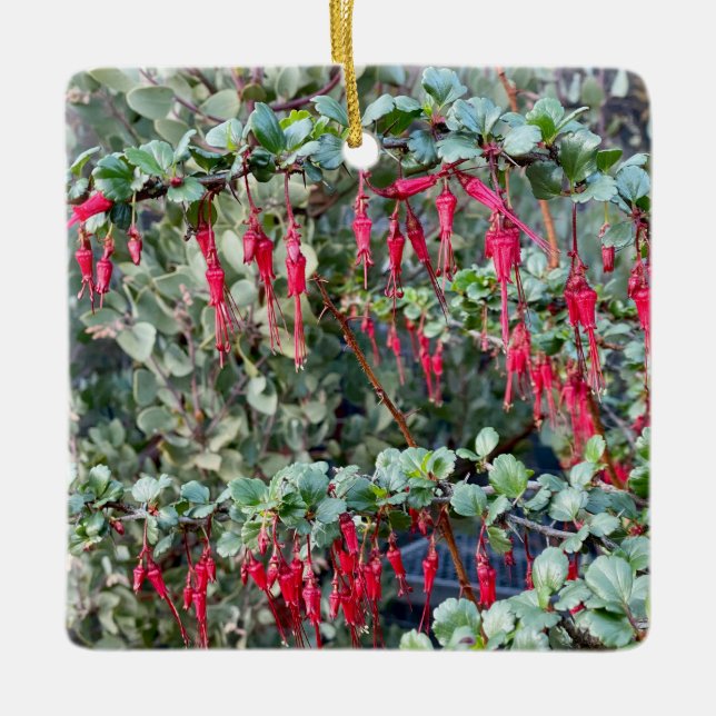Gänsebeere (Ribes speciosum) Keramikornament (Vorderseite)