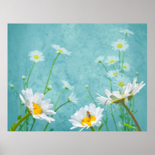 Gänseblümchen auf blauem Hintergrund Poster