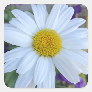 Gänseblümchen-Aufkleber Quadratischer Aufkleber