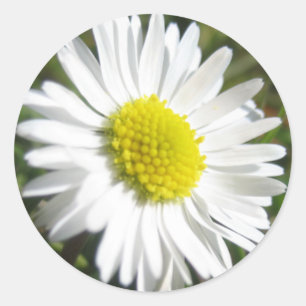 Gänseblümchen-Aufkleber Runder Aufkleber