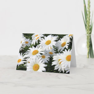 Gänseblümchen-Blumen, die weiß wachsen Karte