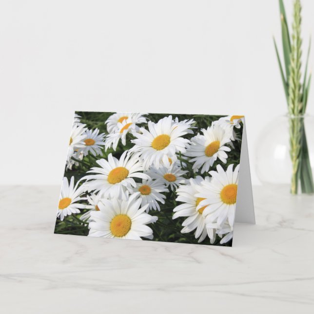 Gänseblümchen-Blumen, die weiß wachsen Karte (Vorderseite)