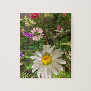 Gänseblümchen-Feld-Blumen