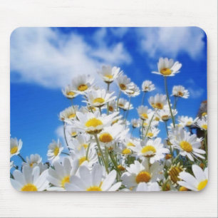 Gänseblümchen-Feld Mousepad