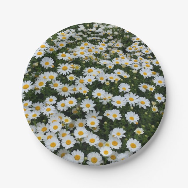 Gänseblümchen-Feld-Papier-Teller Pappteller (Vorderseite)
