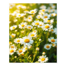 Gänseblümchen Feld Sonnenlicht Fröhliche Blumen Fr