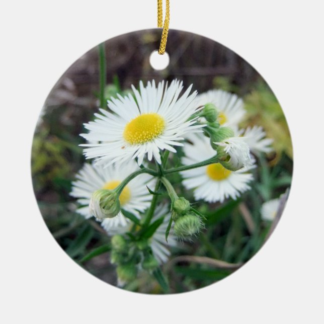Gänseblümchen Fleabane runde Verzierung Keramikornament (Vorne)