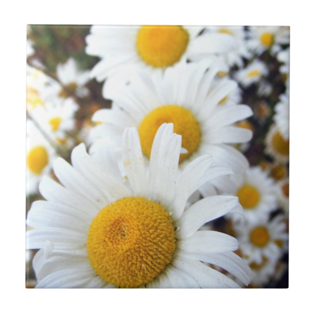 Gänseblümchen Fliese (Vorderseite)