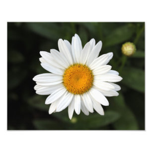 Gänseblümchen Foto