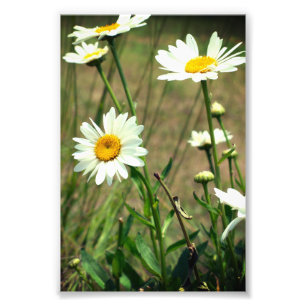 Gänseblümchen  fotodruck