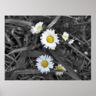 Gänseblümchen im Schwarz-weißen und gelben Druck Poster