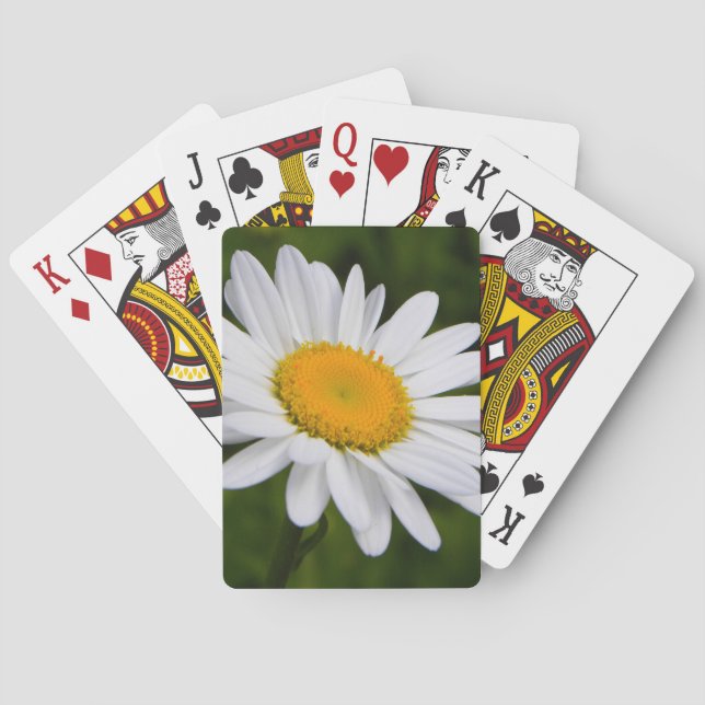 Gänseblümchen in der Blüte Spielkarten (Rückseite)