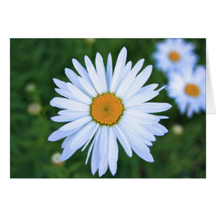Gänseblümchen, leere Karte