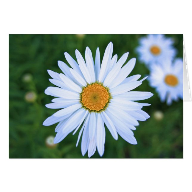 Gänseblümchen, leere Karte (Vorderseite (Horizontal))