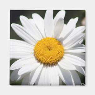 Gänseblümchen-Liebling Magnet