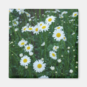 Gänseblümchen Magnet