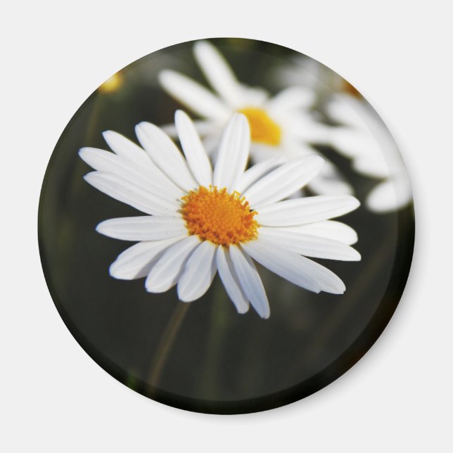 Gänseblümchen Magnet (Vorne)