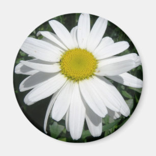 GÄNSEBLÜMCHEN-MAGNET MAGNET