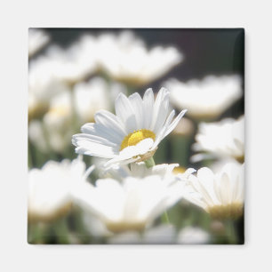 Gänseblümchen-Magnet Magnet