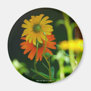 Gänseblümchen-Magnet Magnet