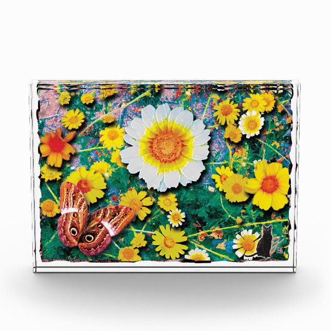 Gänseblümchen Mai Fotoblock (Vorderseite)
