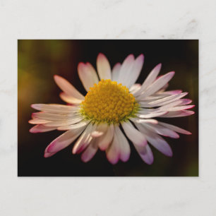 Gänseblümchen Postkarte