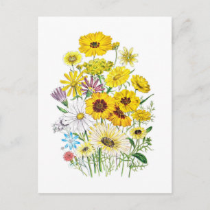 Gänseblümchen Postkarte