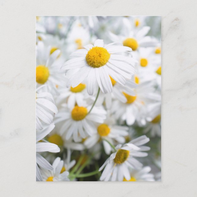 Gänseblümchen Postkarte (Vorderseite)