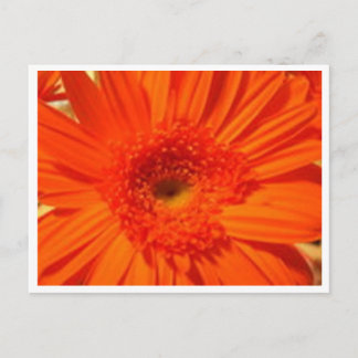 Gänseblümchen Postkarte