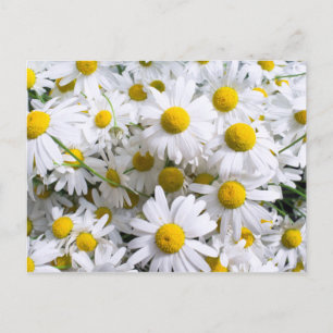 Gänseblümchen Postkarte
