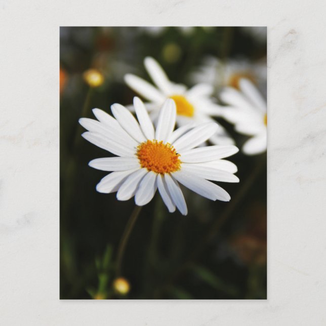 Gänseblümchen Postkarte (Vorderseite)