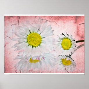 Gänseblümchen Rosa Blüten Elegant Chic Modisch Flo Poster