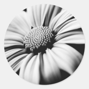 Gänseblümchen Runder Aufkleber