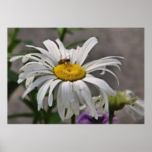 Gänseblümchen und Bienen Druck Poster