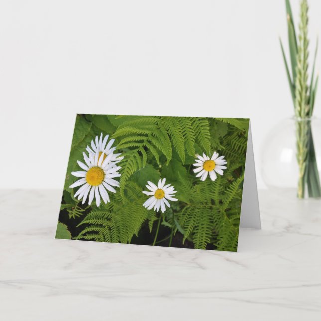 Gänseblümchen und Farne, Umschlag eingeschlossen Karte (Vorderseite)