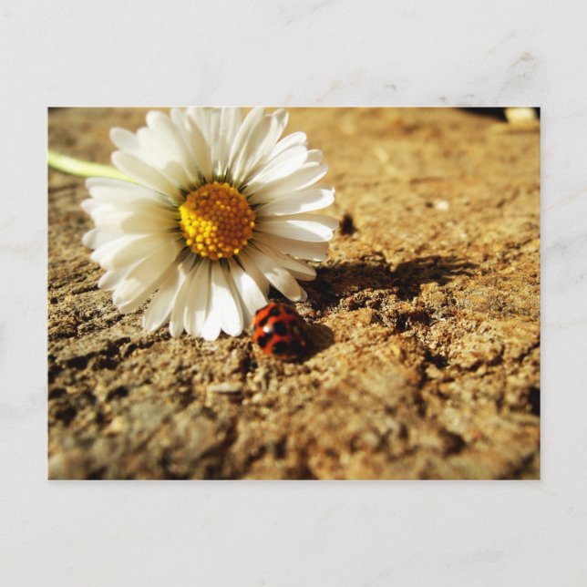 Gänseblümchen und Marienkäfer Postkarte (Vorderseite)