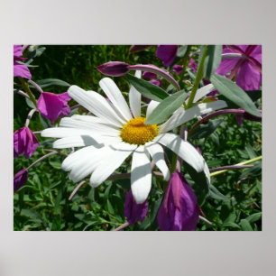 Gänseblümchen und Schmalzweide Poster