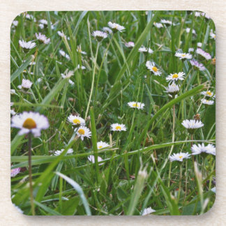 Gänseblümchen-Wiese Getränkeuntersetzer