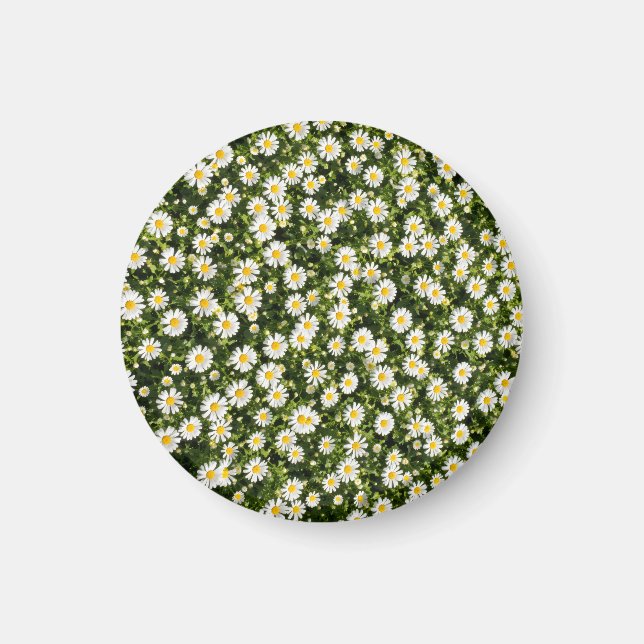 Gänseblümchen-Wiese-Magnet Magnet (Vorne)