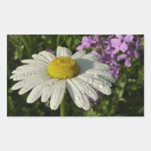 Gänseblume und Hesperis Botanik Rechteckiger Aufkleber