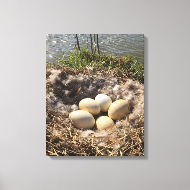 Gänseest mit Eiern auf Leinwand (Vorderseite)