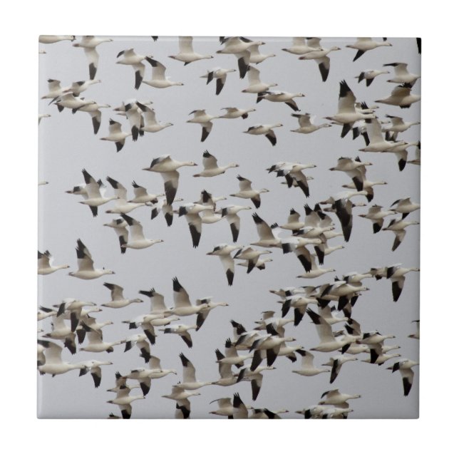 Gänsefliege Fliese (Vorderseite)