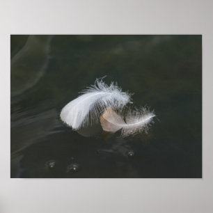 Gänsefüßer schweben poster