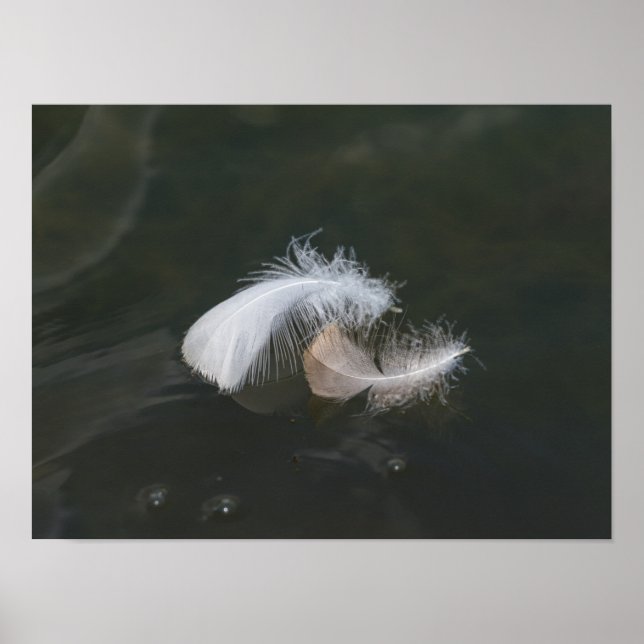 Gänsefüßer schweben poster (Vorne)