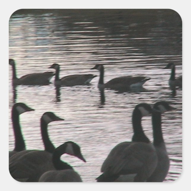 Gänsekleber Quadratischer Aufkleber (Vorderseite)