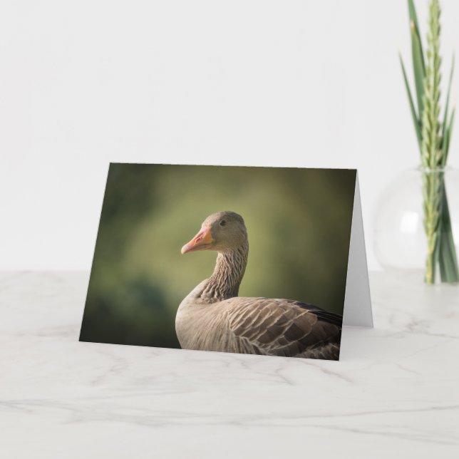 Gänsenatur-Foto Karte (Vorderseite)